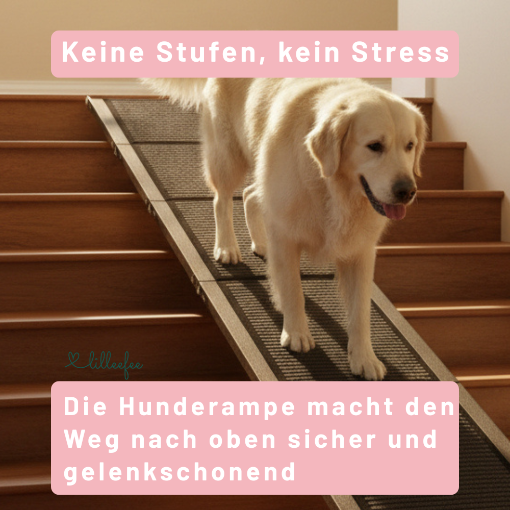 Faltbare-hunderampe-sofa-platzsparend-rutschfest-treppe
